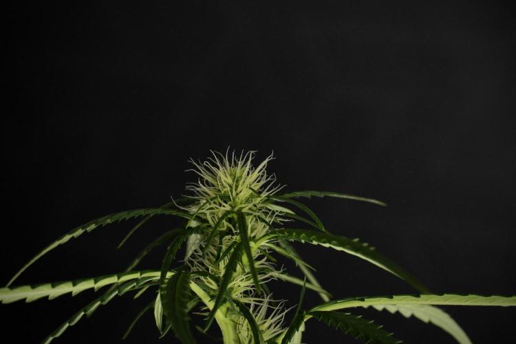 Pheno B Black Diamont Auto By Zamnesia. Week 6 - Black Diamond Pheno B 