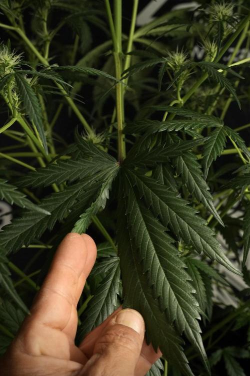 Pheno B Black Diamont Auto By Zamnesia. Week 6 - Black Diamond Pheno B 