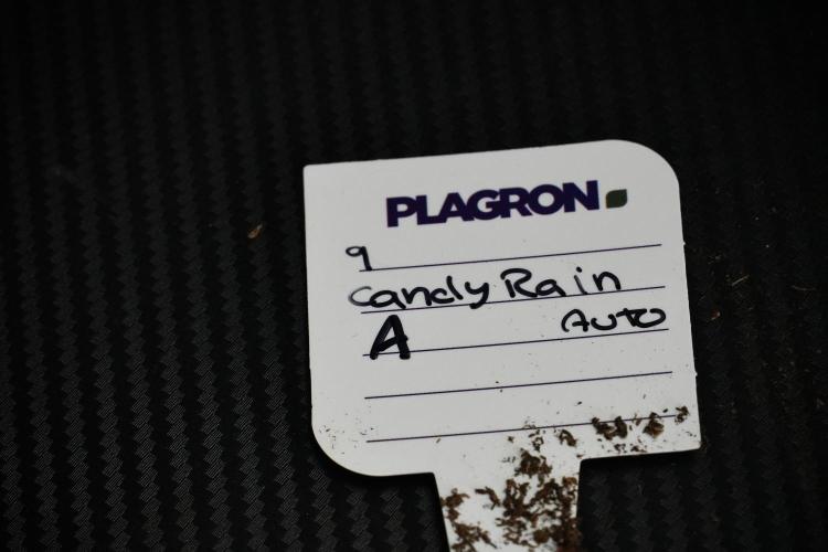 Candy Rain Auto By Zamnesia. Week 6 - Candy Rain Auto