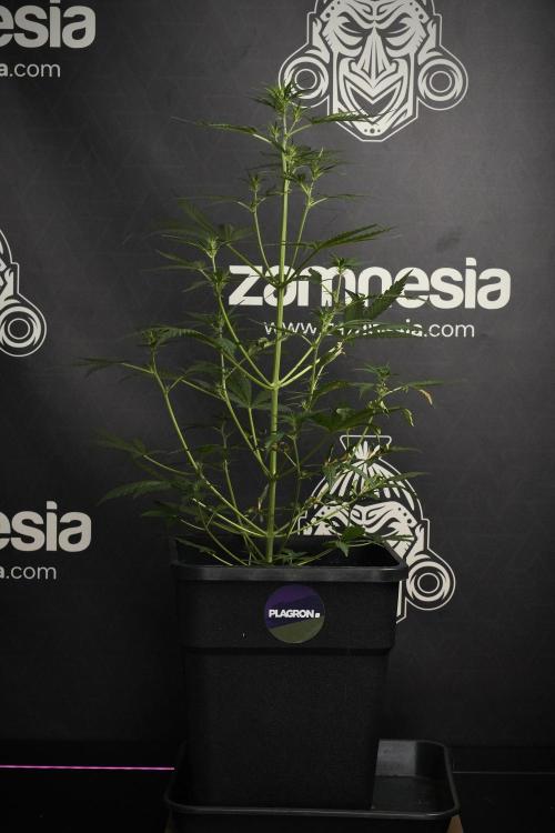 Candy Rain Auto By Zamnesia. Week 6 - Candy Rain Auto