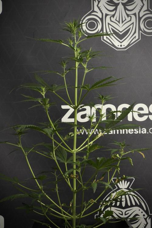 Candy Rain Auto By Zamnesia. Week 6 - Candy Rain Auto