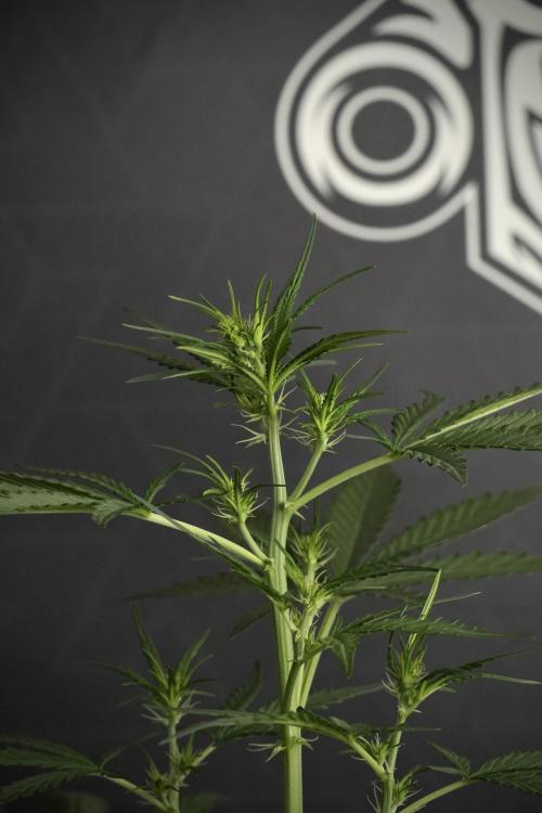 Candy Rain Auto By Zamnesia. Week 6 - Candy Rain Auto