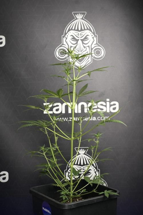 Candy Rain Auto By Zamnesia. Week 6 - Candy Rain Auto