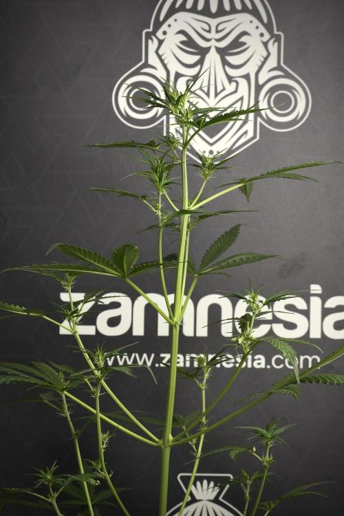 Candy Rain Auto By Zamnesia. Week 6 - Candy Rain Auto