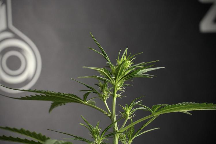 Candy Rain Auto By Zamnesia. Week 6 - Candy Rain Auto