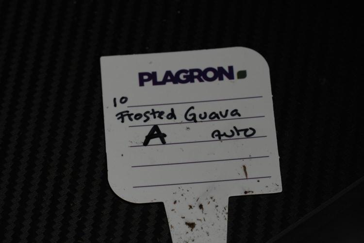 Frosted Guava Auto By Zamnesia Pheno A. Week 6 - Frosted Guava Pheno A