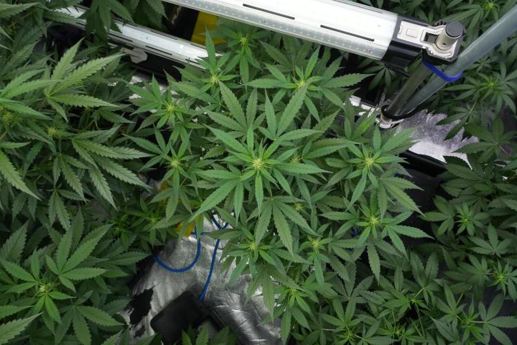 Frosted Guava Auto By Zamnesia Pheno A. Week 6 - Frosted Guava Pheno A