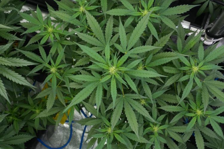 Frosted Guava Auto By Zamnesia Pheno A. Week 6 - Frosted Guava Pheno A