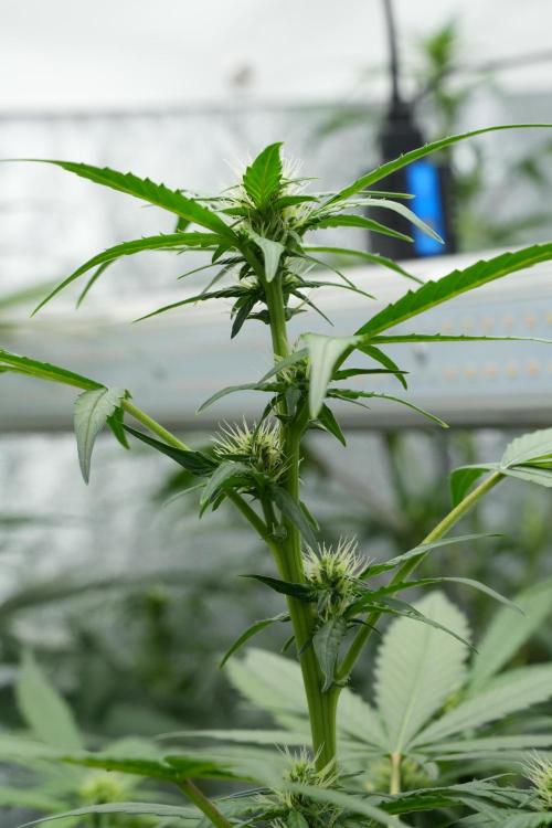 Frosted Guava Auto By Zamnesia Pheno A. Week 6 - Frosted Guava Pheno A