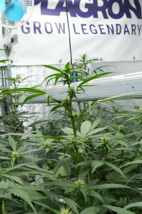 Frosted Guava Auto By Zamnesia Pheno A. Week 6 - Frosted Guava Pheno A