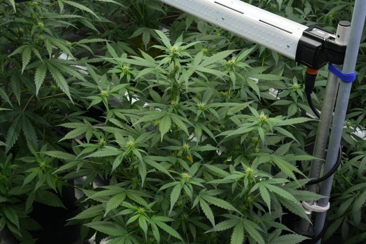 Frosted Guava Auto By Zamnesia Pheno A. Week 6 - Frosted Guava Pheno A