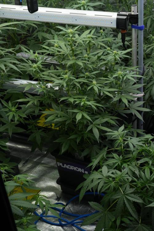 Frosted Guava Auto By Zamnesia Pheno A. Week 6 - Frosted Guava Pheno A