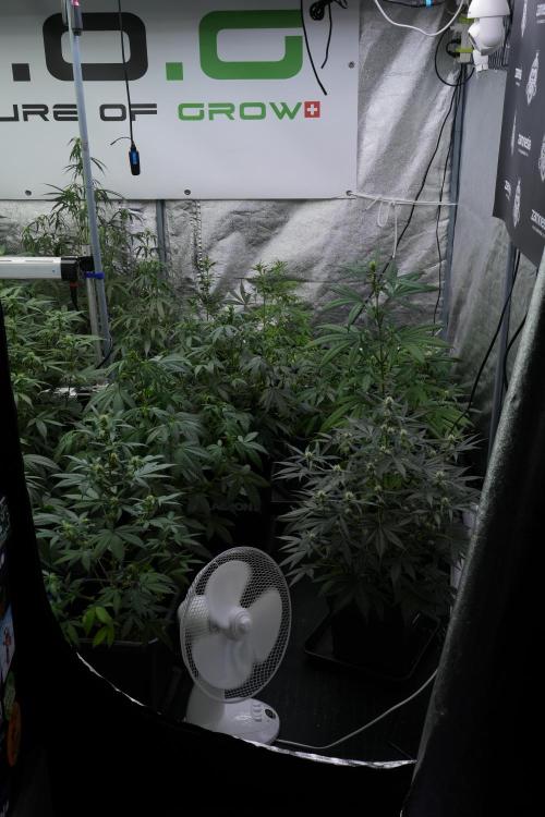 Frosted Guava Auto By Zamnesia Pheno A. Week 6 - Room and vibes 