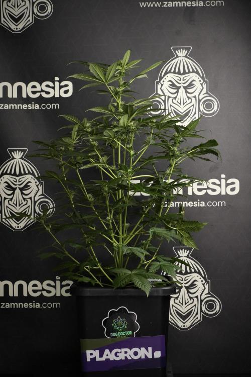 Pheno B Frosted Guava Auto By Zamnesia. Week 6 - Frosted Guava Pheno B 
