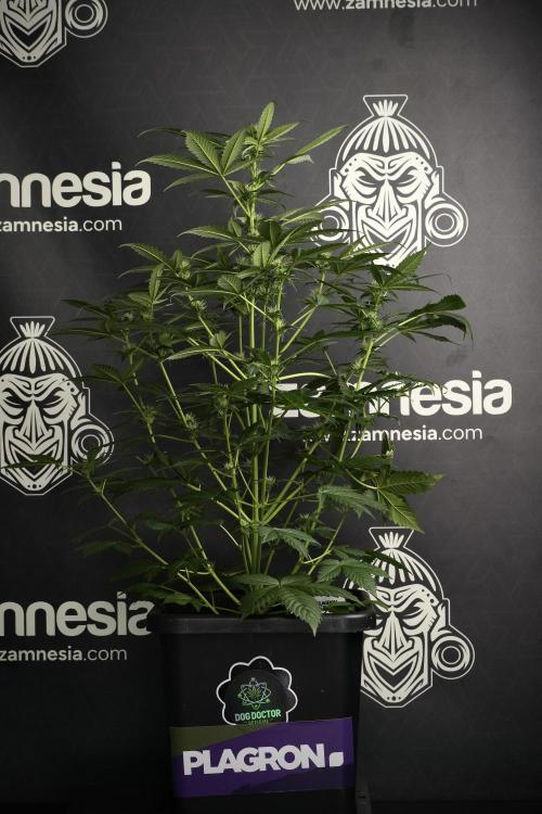 Pheno B Frosted Guava Auto By Zamnesia. Week 6 - Frosted Guava Pheno B 