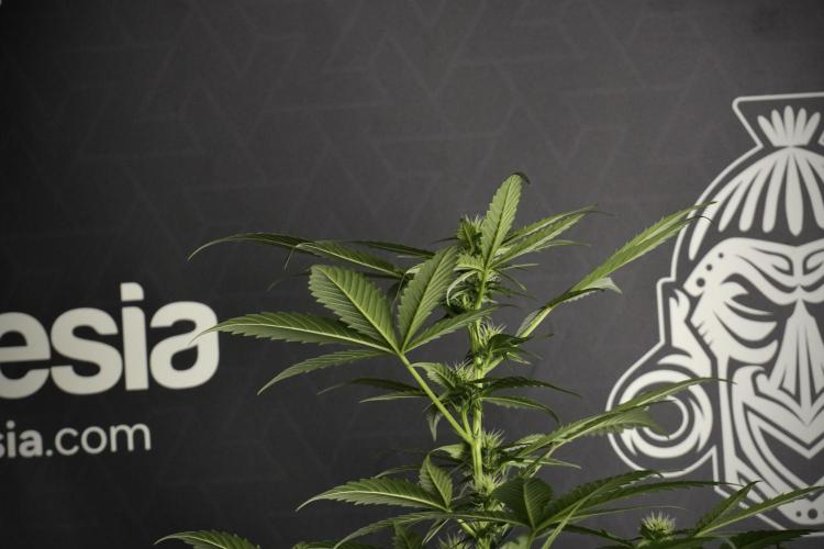 Pheno B Frosted Guava Auto By Zamnesia. Week 6 - Frosted Guava Pheno B 