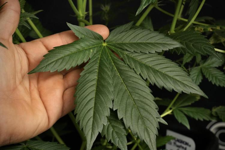 Pheno B Frosted Guava Auto By Zamnesia. Week 6 - Frosted Guava Pheno B leafs