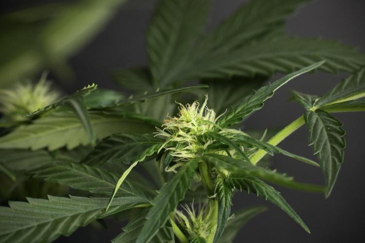 Pheno B Frosted Guava Auto By Zamnesia. Week 6 - Frosted Guava Pheno B 