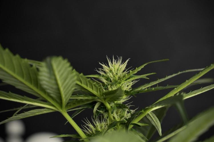 Pheno B Frosted Guava Auto By Zamnesia. Week 6 - Frosted Guava Pheno B 