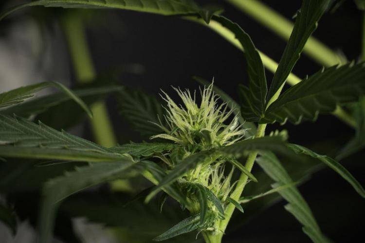 Pheno B Frosted Guava Auto By Zamnesia. Week 6 - Frosted Guava Pheno B 