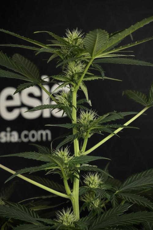 Pheno B Frosted Guava Auto By Zamnesia. Week 6 - Frosted Guava Pheno B 