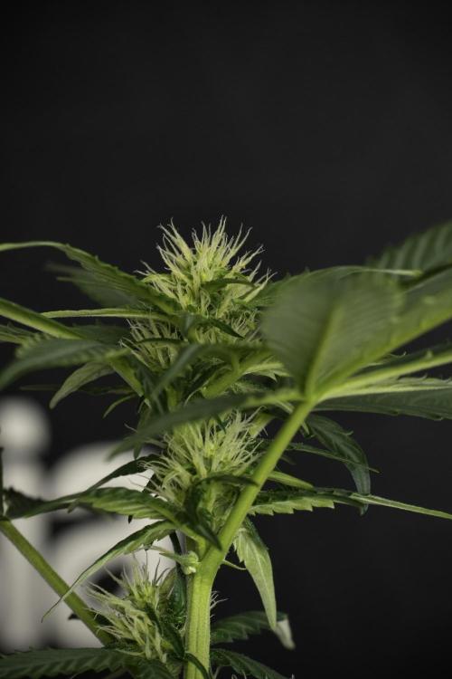 Pheno B Frosted Guava Auto By Zamnesia. Week 6 - Frosted Guava Pheno B 