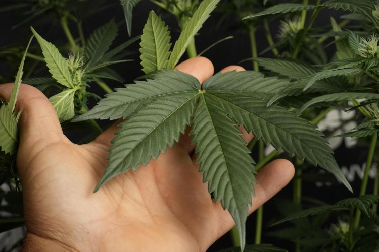 Pheno B Frosted Guava Auto By Zamnesia. Week 6 - Frosted Guava Pheno B leafs