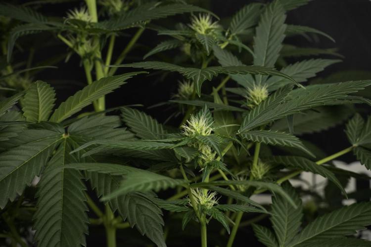 Pheno B Frosted Guava Auto By Zamnesia. Week 6 - Frosted Guava Pheno B 