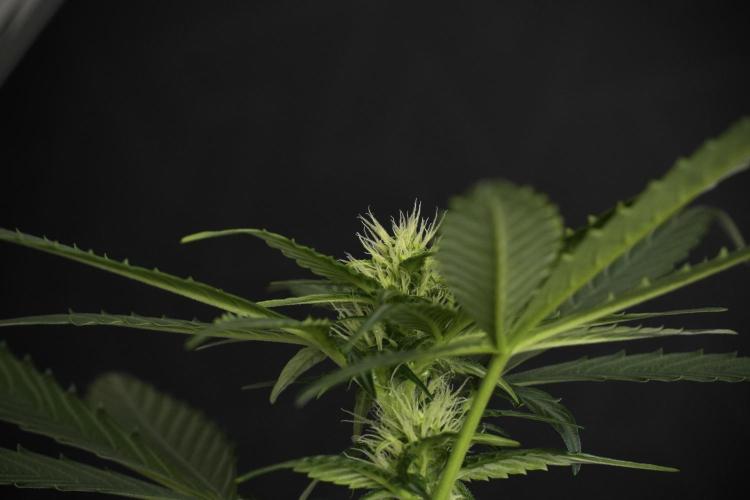 Pheno B Frosted Guava Auto By Zamnesia. Week 6 - Frosted Guava Pheno B 