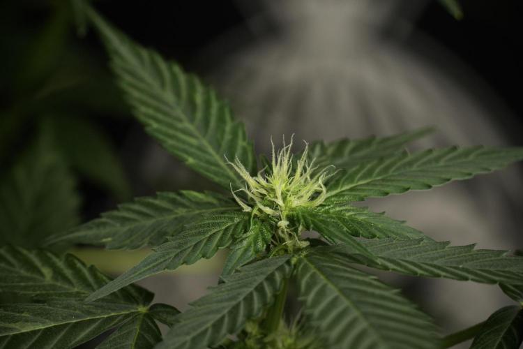 Pheno B Frosted Guava Auto By Zamnesia. Week 6 - Frosted Guava Pheno B 