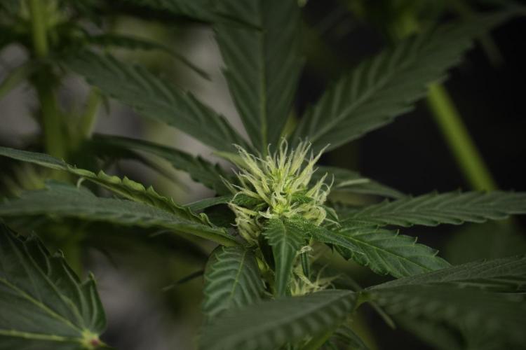Pheno B Frosted Guava Auto By Zamnesia. Week 6 - Frosted Guava Pheno B 