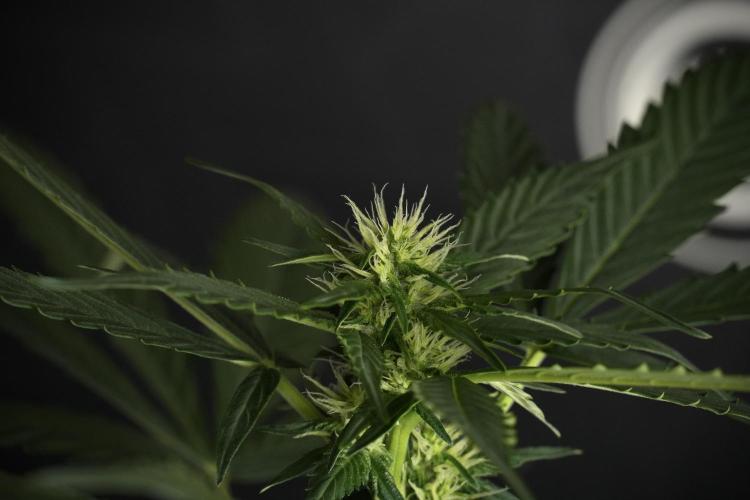 Pheno B Frosted Guava Auto By Zamnesia. Week 6 - Frosted Guava Pheno B 