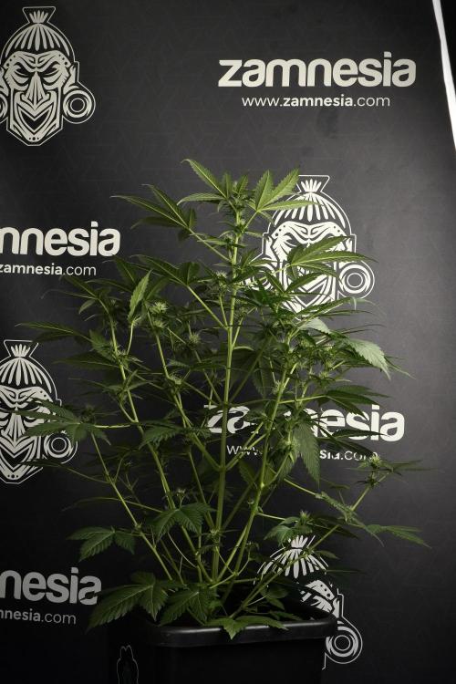Pheno B Frosted Guava Auto By Zamnesia. Week 6 - Frosted Guava Pheno B 