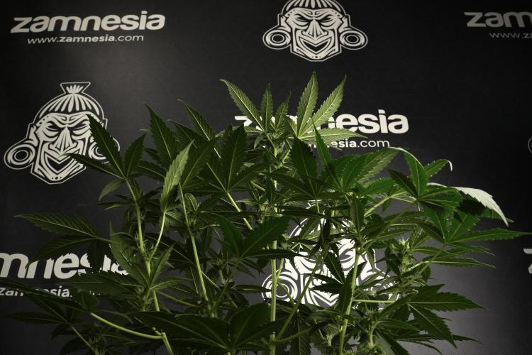 Pheno B Frosted Guava Auto By Zamnesia. Week 6 - Frosted Guava Pheno B 