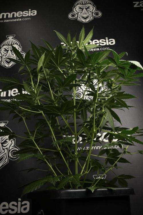 Pheno B Frosted Guava Auto By Zamnesia. Week 6 - Frosted Guava Pheno B 