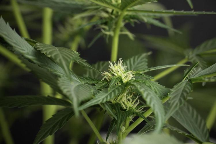 Pheno B Frosted Guava Auto By Zamnesia. Week 6 - Frosted Guava Pheno B 