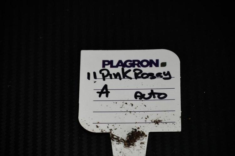 Pink Rosay Auto By Zamnesia Pheno A. Week 6 - Pink Rosay Auto  Plant A