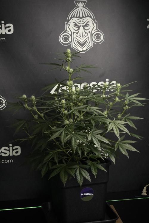 Pink Rosay Auto By Zamnesia Pheno A. Week 6 - Pink Rosay Auto  Plant A