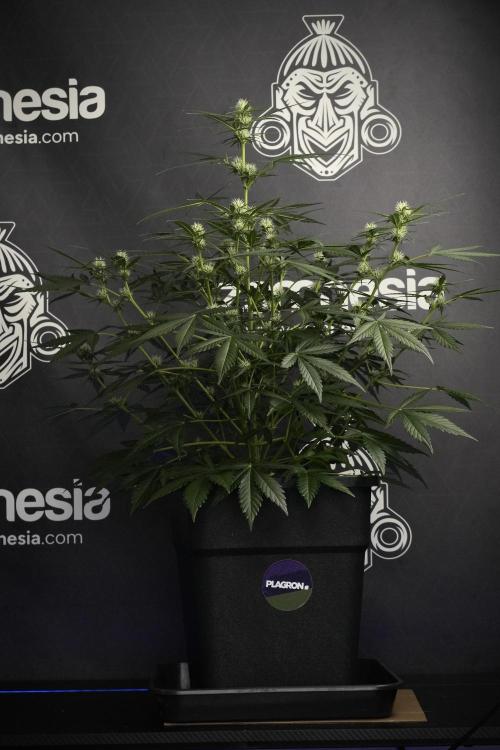 Pink Rosay Auto By Zamnesia Pheno A. Week 6 - Pink Rosay Auto  Plant A