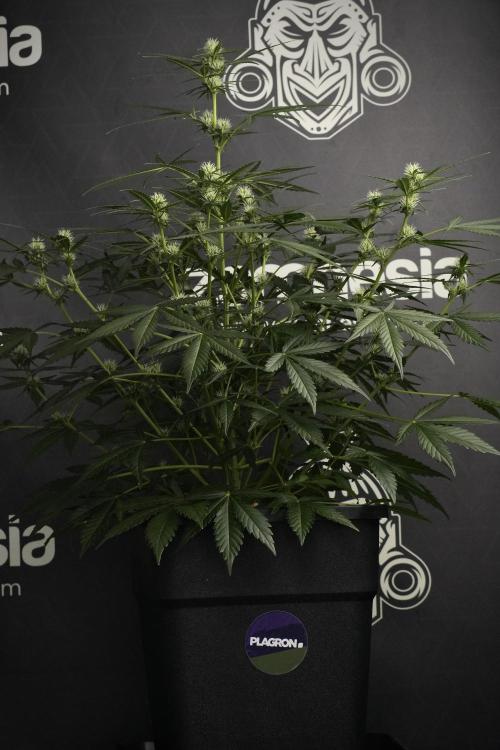 Pink Rosay Auto By Zamnesia Pheno A. Week 6 - Pink Rosay Auto  Plant A
