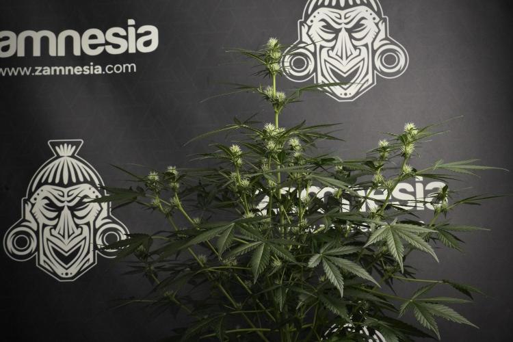 Pink Rosay Auto By Zamnesia Pheno A. Week 6 - Pink Rosay Auto  Plant A