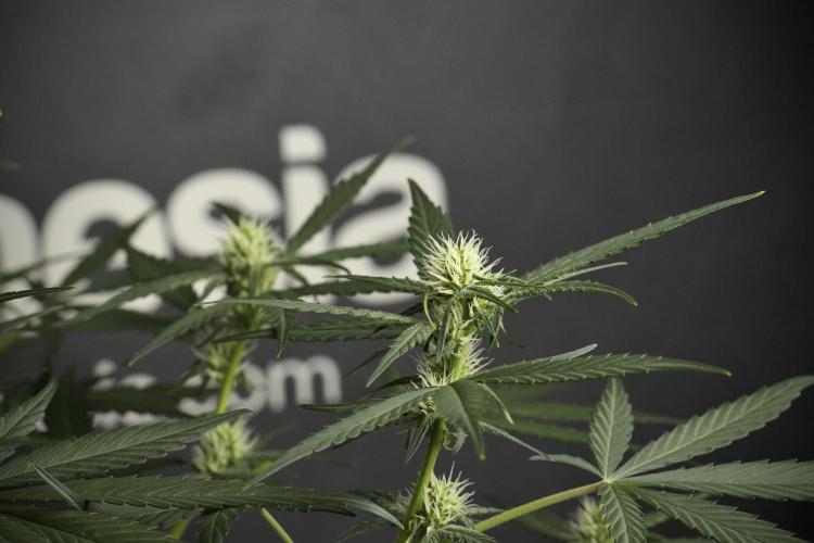 Pink Rosay Auto By Zamnesia Pheno A. Week 6 - Pink Rosay Auto  Plant A