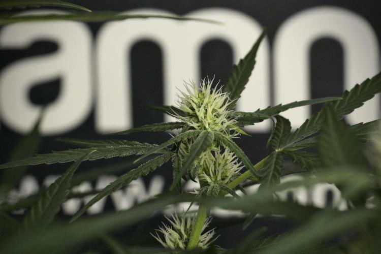 Pink Rosay Auto By Zamnesia Pheno A. Week 6 - Pink Rosay Auto  Plant A