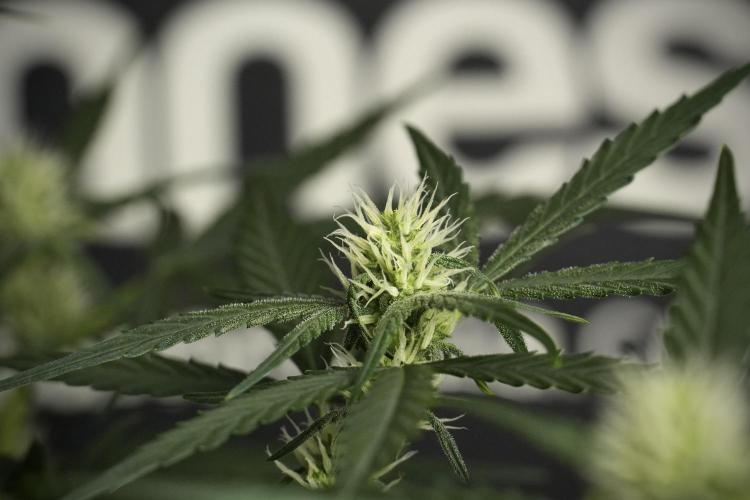 Pink Rosay Auto By Zamnesia Pheno A. Week 6 - Pink Rosay Auto  Plant A