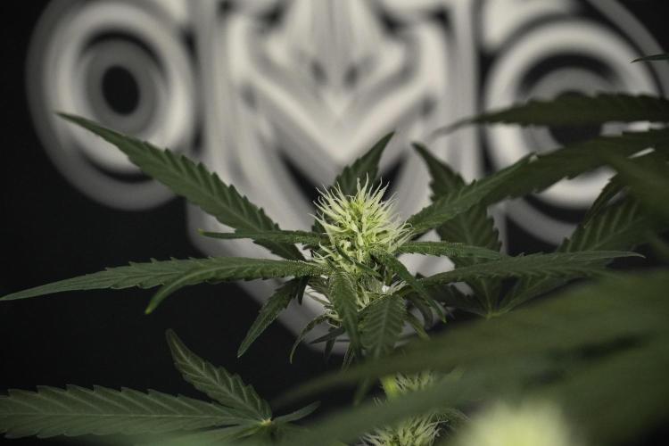 Pink Rosay Auto By Zamnesia Pheno A. Week 6 - Pink Rosay Auto  Plant A