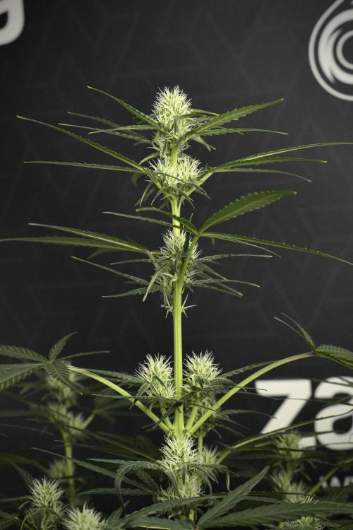 Pink Rosay Auto By Zamnesia Pheno A. Week 6 - Pink Rosay Auto  Plant A