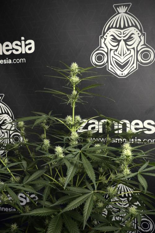 Pink Rosay Auto By Zamnesia Pheno A. Week 6 - Pink Rosay Auto  Plant A
