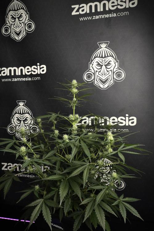 Pink Rosay Auto By Zamnesia Pheno A. Week 6 - Pink Rosay Auto  Plant A