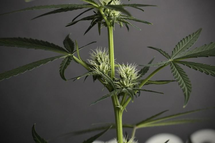 Pink Rosay Auto By Zamnesia Pheno A. Week 6 - Pink Rosay Auto  Plant A