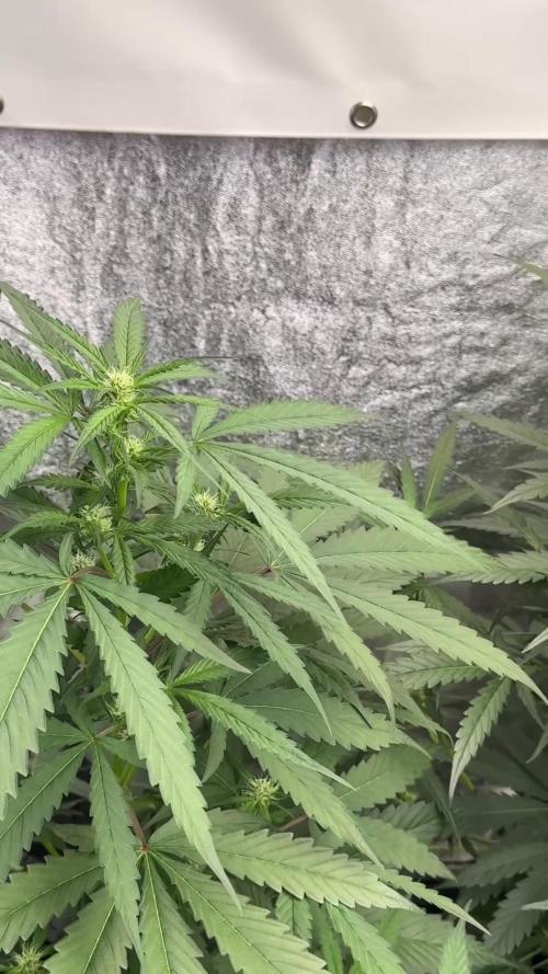 Pink Rosay Auto By Zamnesia Pheno A